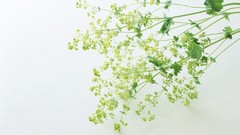 Macro Flowers nature tulips windmills white background holland 