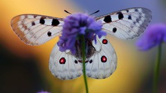 Macro Flowers nature Violet butterfly wings