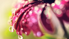 Macro Flowers nature water drops