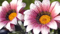 Macro Flowers nature water drops