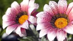 Macro Flowers nature water drops