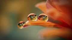 Macro Flowers nature water drops