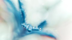 Macro Flowers nature water drops