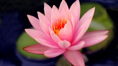 Macro Flowers nature Water Lilies