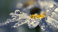 Macro Flowers nature water rain close-up water drops