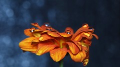 Macro Flowers nature water water drops