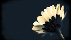 Macro Flowers nature white