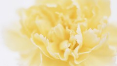 Macro Flowers nature white background