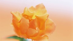 Macro Flowers nature white background