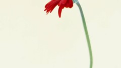 Macro Flowers nature white background holland minimalistic red 