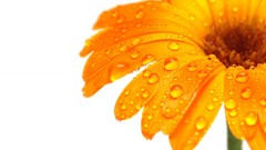 Macro Flowers nature white background water drops