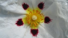 Macro Flowers nature white flowers