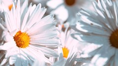 Macro Flowers nature white flowers