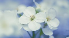Macro Flowers nature white flowers