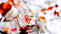 Macro Flowers nature white flowers blossoms blurred background