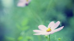 Macro Flowers nature white flowers depth of field