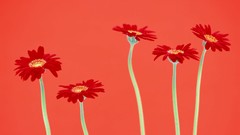 Macro Flowers nature windmills white background holland iran 