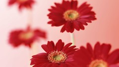 Macro Flowers nature windmills white background holland iran 