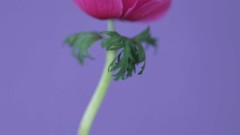 Macro Flowers nature windmills white background holland iran 