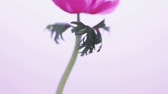 Macro Flowers nature windmills white background holland iran 