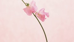 Macro Flowers nature windmills white background holland iran 