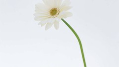 Macro Flowers nature windmills white background holland iran 