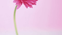 Macro Flowers nature windmills white background holland iran 