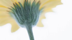 Macro Flowers nature windmills white background holland iran 