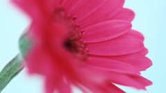 Macro Flowers nature windmills white background holland iran 