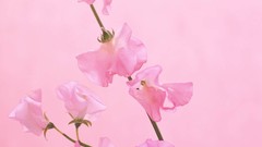 Macro Flowers nature windmills white background holland iran 