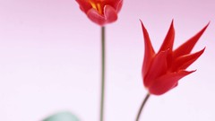 Macro Flowers nature windmills white background holland iran 