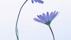 Macro Flowers nature windmills white background holland iran 