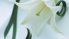 Macro Flowers nature windmills white background holland iran 