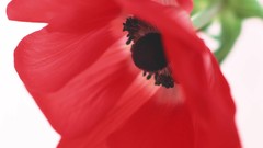 Macro Flowers nature windmills white background holland iran 