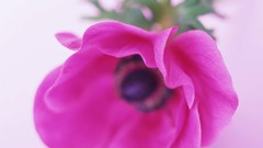 Macro Flowers nature windmills white background holland iran 