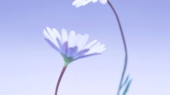 Macro Flowers nature windmills white background holland iran 