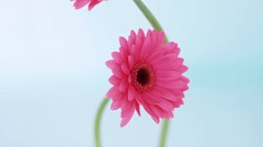 Macro Flowers nature windmills white background holland iran 