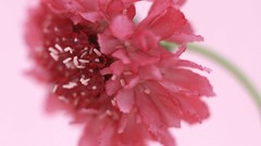 Macro Flowers nature windmills white background holland iran 