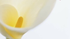 Macro Flowers nature windmills white background holland iran 