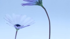 Macro Flowers nature windmills white background holland iran 