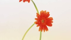 Macro Flowers nature windmills white background holland iran 