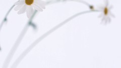 Macro Flowers nature windmills white background holland iran 