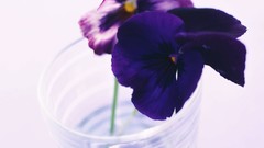 Macro Flowers nature windmills white background pansies The 