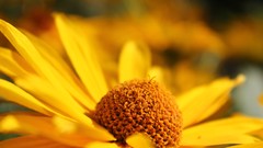Macro Flowers nature yellow