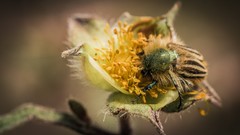 Macro Flowers nature yellow Animals insects Bug