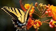 Macro Flowers nature yellow Butterflies insects depth of field