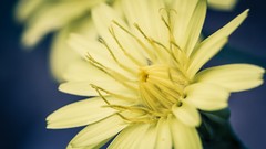 Macro Flowers nature yellow flowers