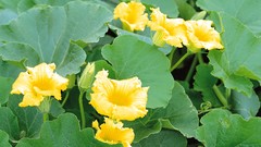 Macro Flowers nature yellow flowers