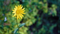 Macro Flowers nature yellow flowers