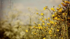 Macro Flowers nature yellow flowers